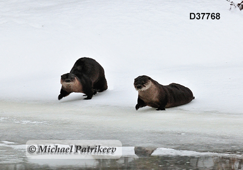 North American River Otter (Lontra canadensis) (Schreber, 1777)